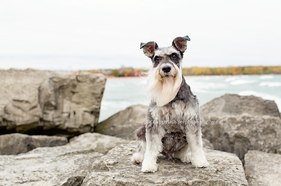 Toronto dog photography at Ashbridges Bay and Lake Ontario.