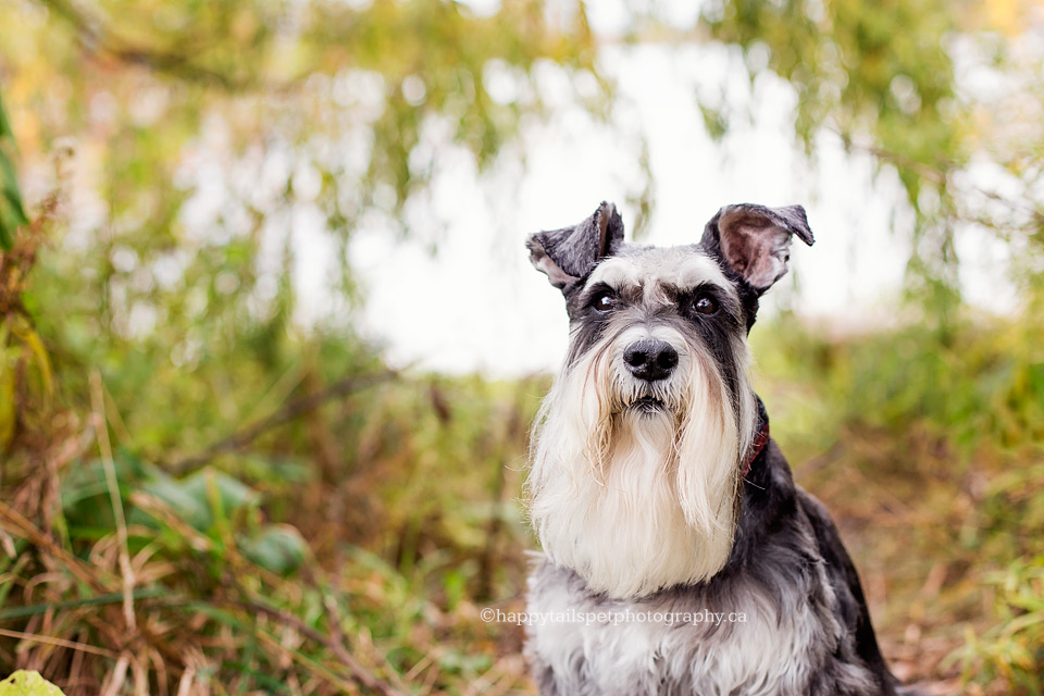 Pet portrait of schnauzer dog by Ontario pet photographer.