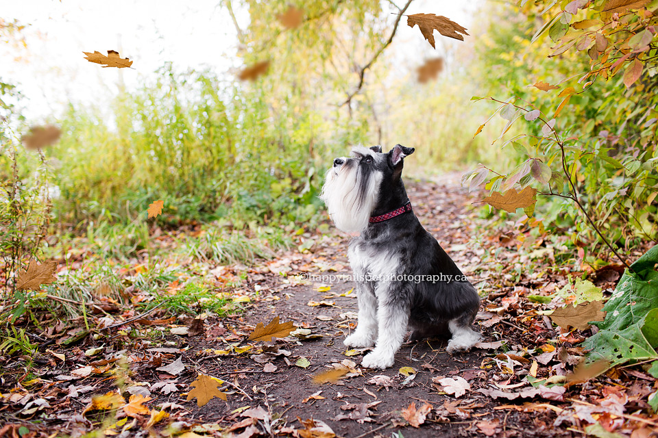 Modern dog photography in city park with falling leaves in the GTA.