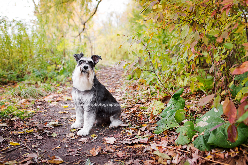 Happy dog on Toronto trail.