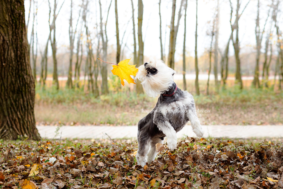 Small dog plays with a falling leaf during autumn in Ontario park.