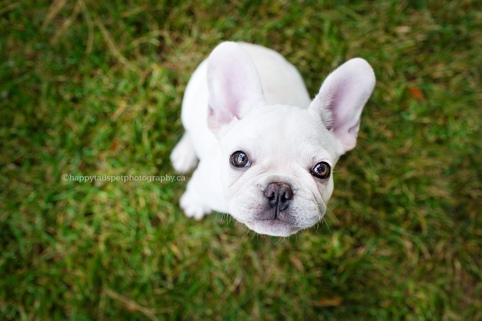 Ontario puppy photographer Happy Tails Pet Photography.