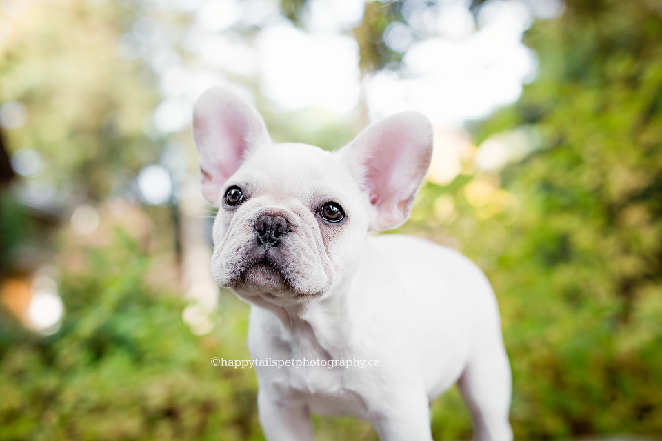 Dog portrait by best Ontario pet photographer.