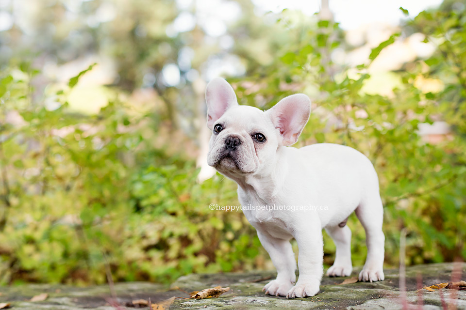 Puppy photo session with french bulldog and new family in Ontario.