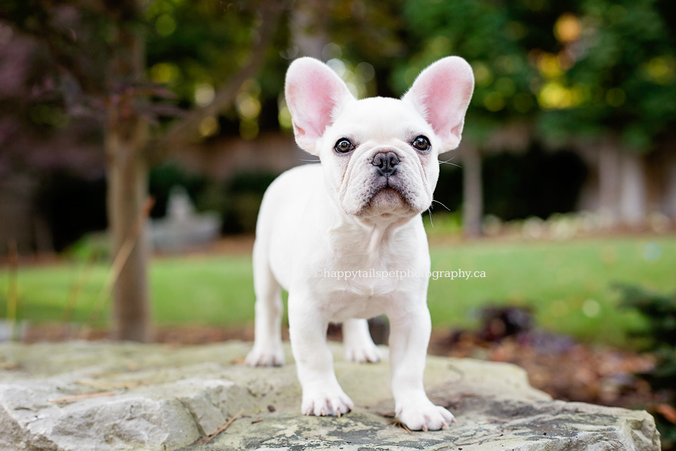 Puppy photography in Oakville of french bulldog in Ontario backyard.