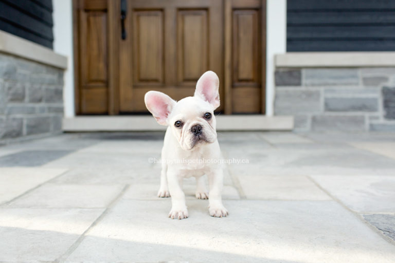 Maui | Puppy photography in Oakville