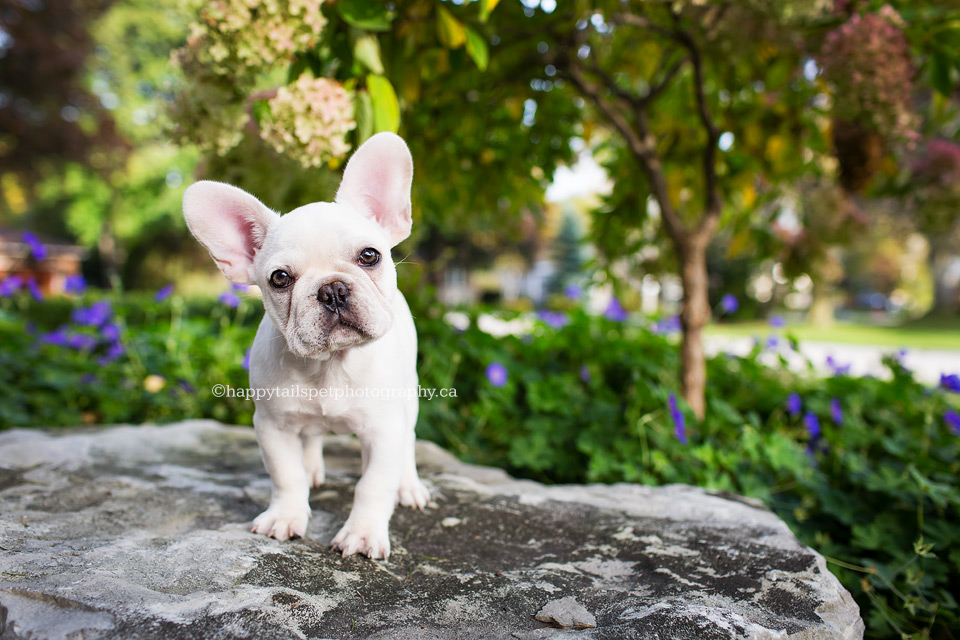 Cute french bulldog puppy in front garden of Oakville home.