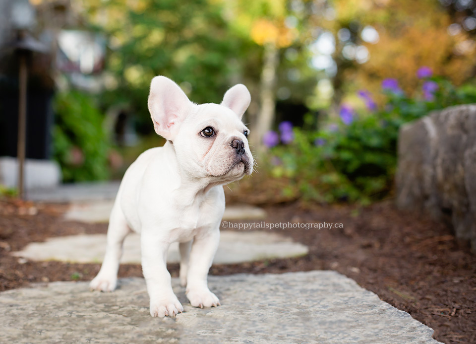 Natural and candid dog photography in the GTA.