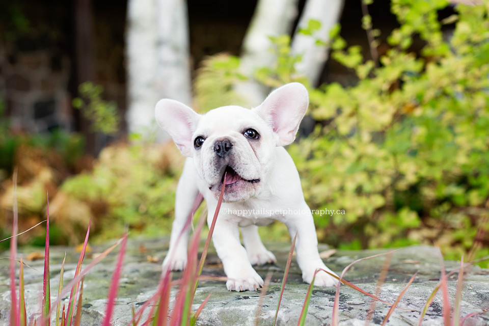 Candid dog and puppy photography to make you smile in Oakville, Burlington and Halton.