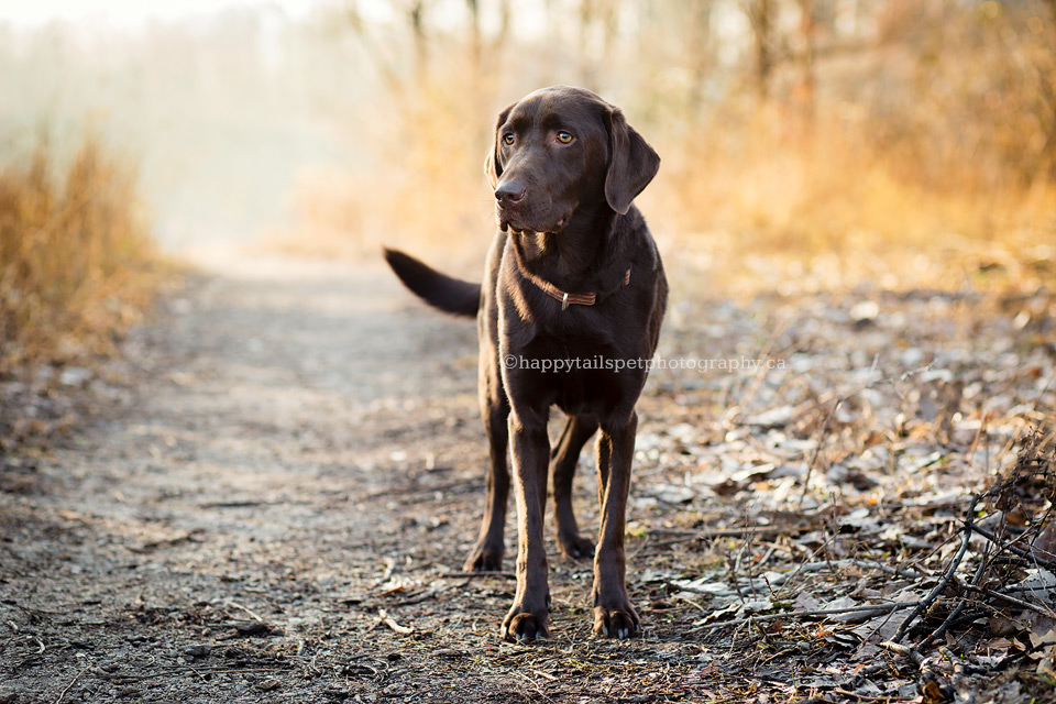 Ontario pet photography of Labrador retriever in rustic fall colours.