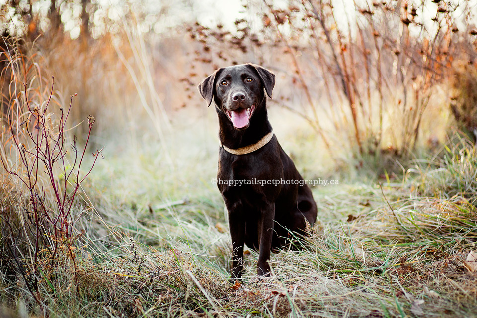 Happy dog at pet photography session in the GTA.