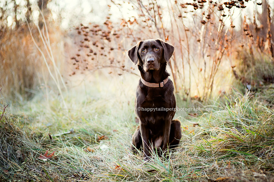 Chocolate lab with puppy dog eyes by Happy Tails Pet Photography.