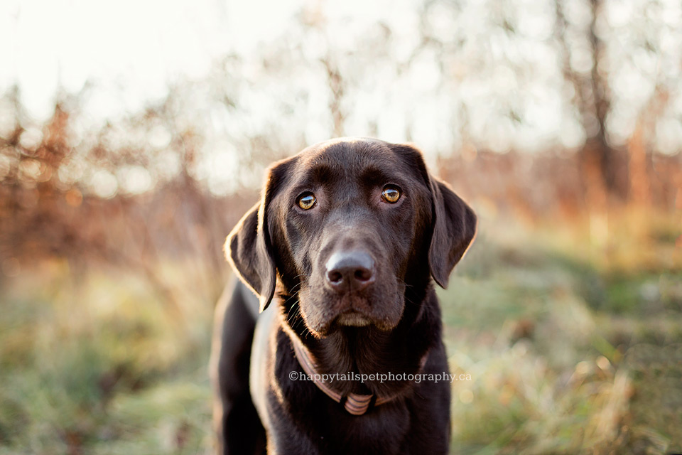 Dog looks for treats at Burlington pet photography session.