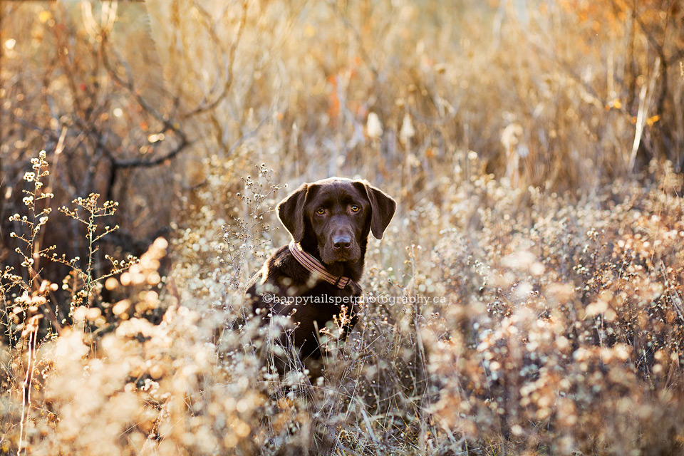 Artistic pet photo of chocolate lab in fall by Ontario dog photographer.