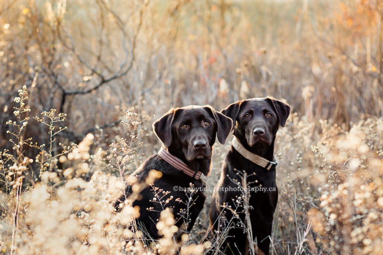 Mabel & Etta | Dog photography Ontario