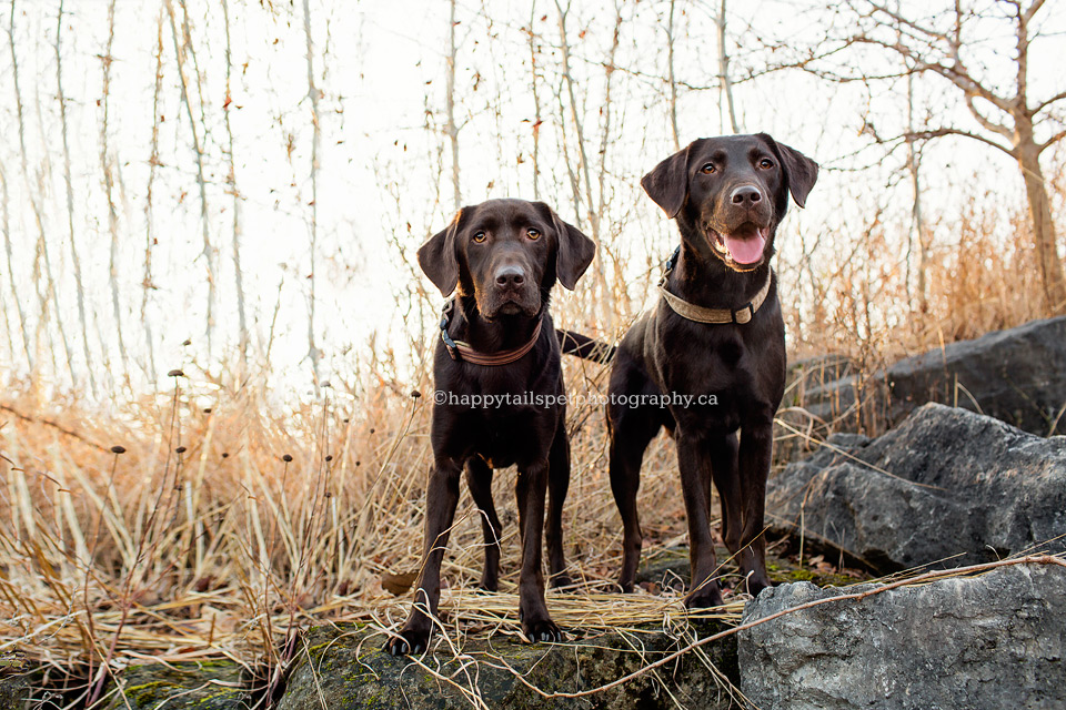 Pet photography of two chocolate lab dogs in nature at Burlington conservation area.