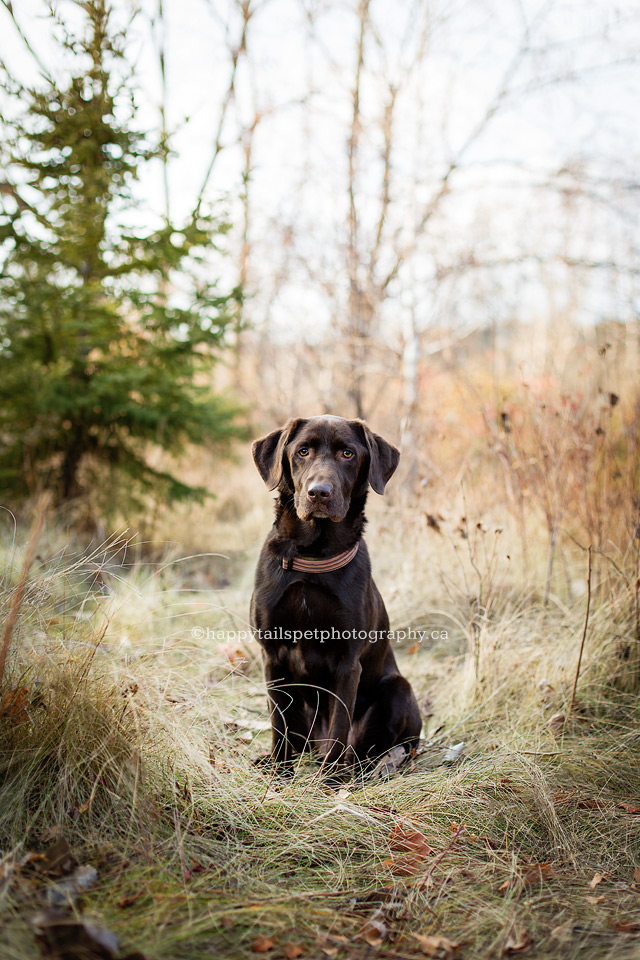 Dog photography in Toronto area park.