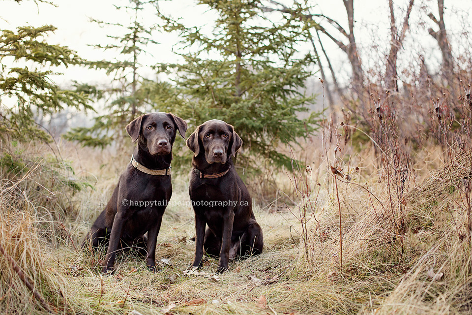 Labrador retriever dogs in Kerncliff Park, Burlington.