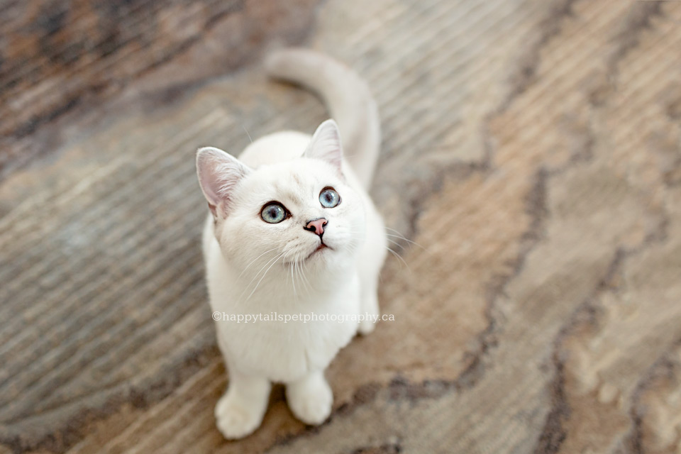 Pet photography of British shorthair kitten in Oakville.