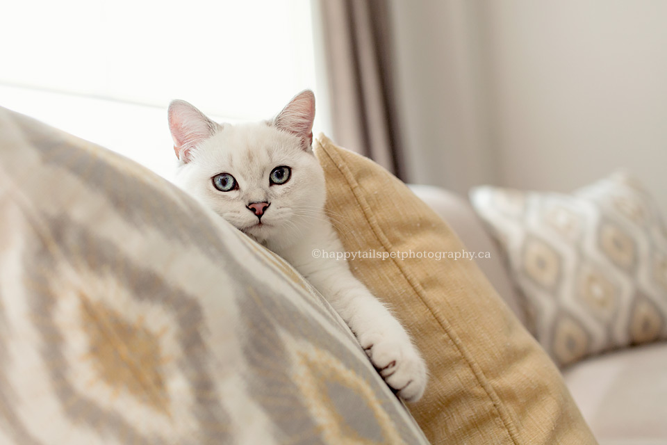 Soft and neutral indoor pet photography by Oakville cat photographer.