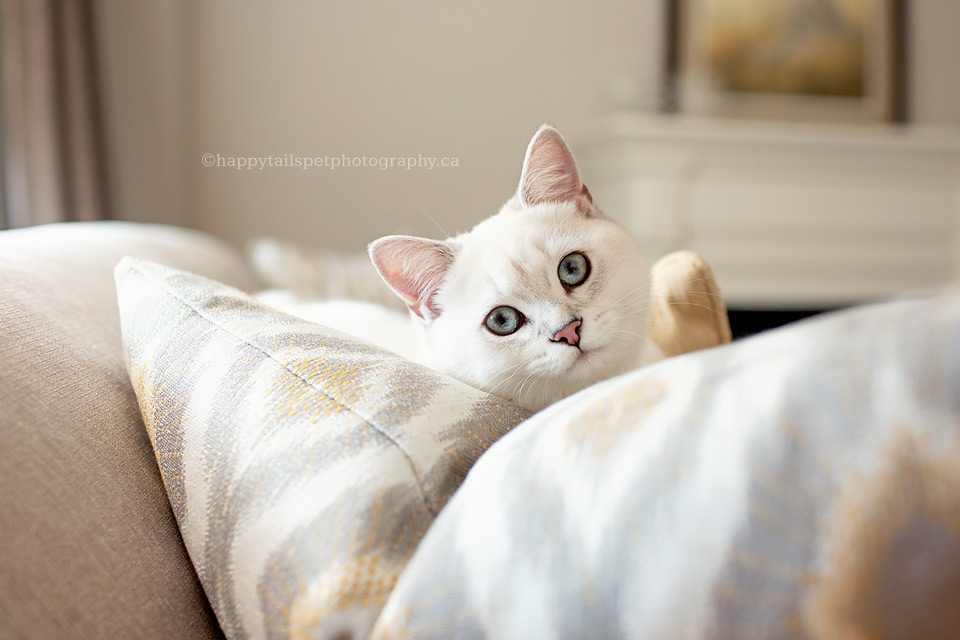 Cat portrait of British shorthair kitten by Happy Tails Pet Photography.