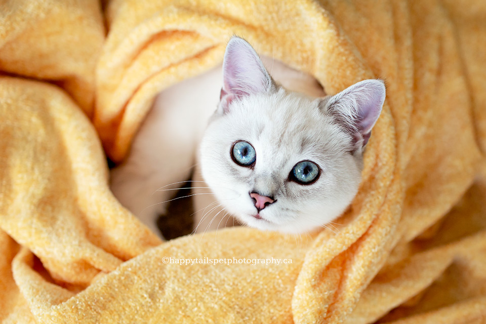 Cute cat photo of white kitten with blue eyes wrapped in blanket.