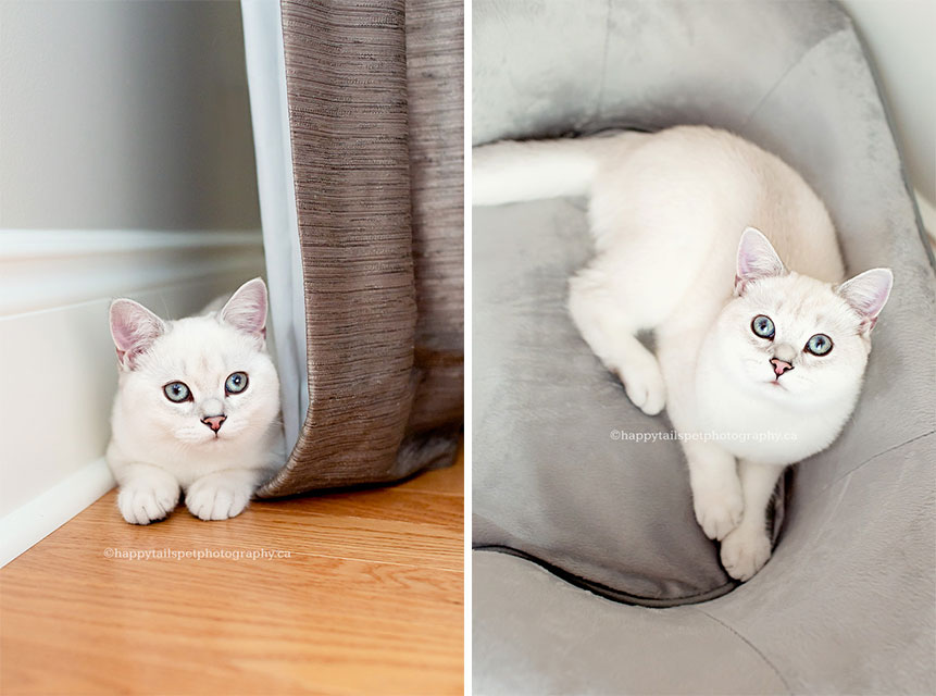 White cat with blue eyes lounges at home.