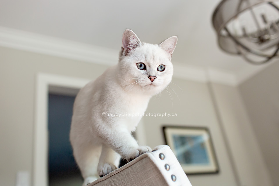 Playful kitten on the back of a chair in Oakville home.