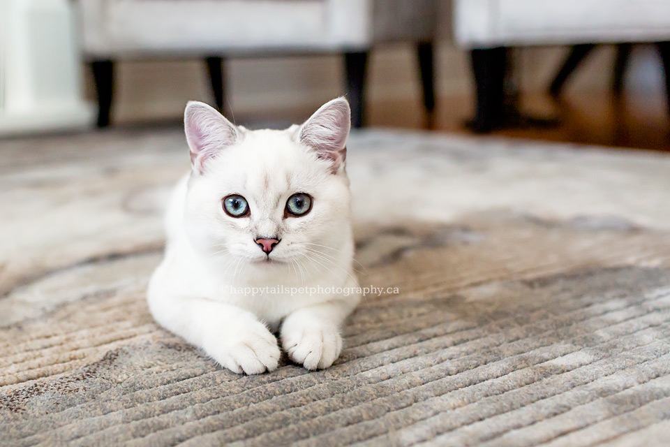 Cute white kitten in neutral Ontario home.