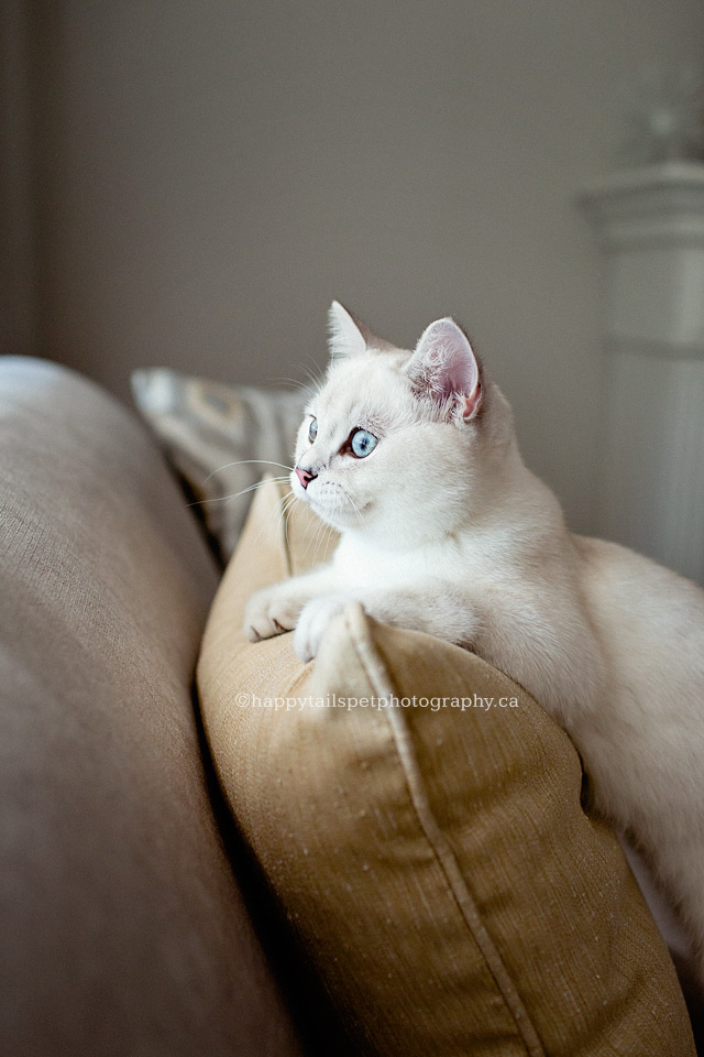 Cat looks out the window at in-home photography session in Ontario.