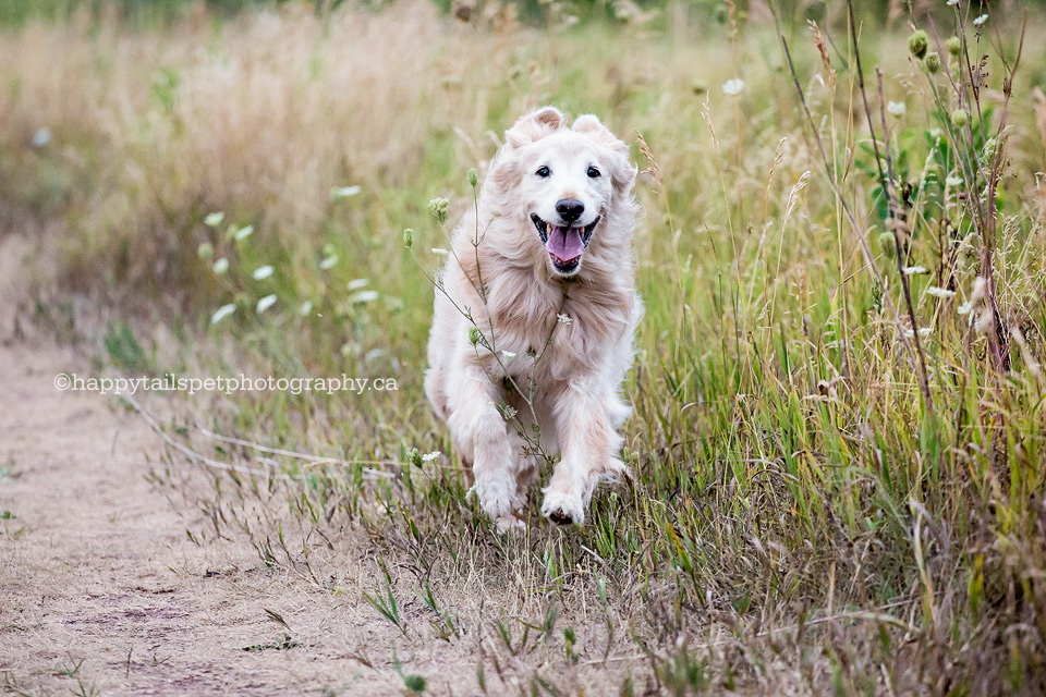 Happy golden retriever at Bronte Creek Provincial Park.