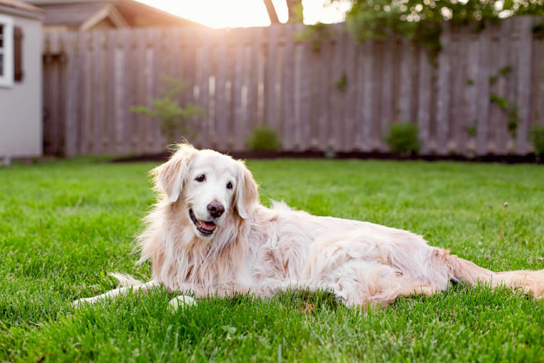 Senior golden retriever dog in Burlington back yard.