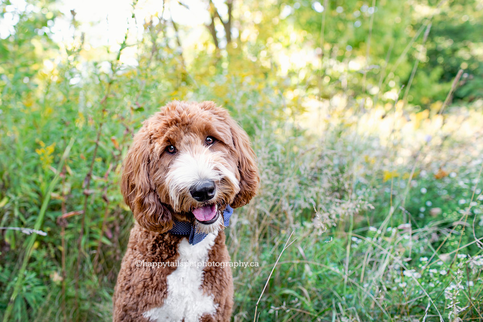 Pet photography of a cute dog in bow-tie in Burlington, Ontario, park.