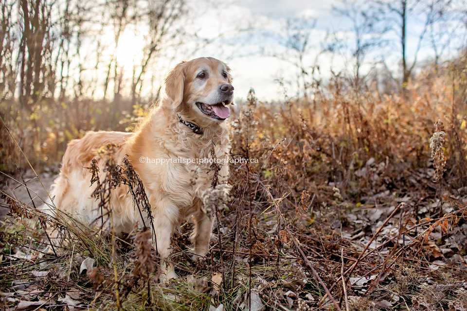 Burlington pet photography of senior golden retriever dog.