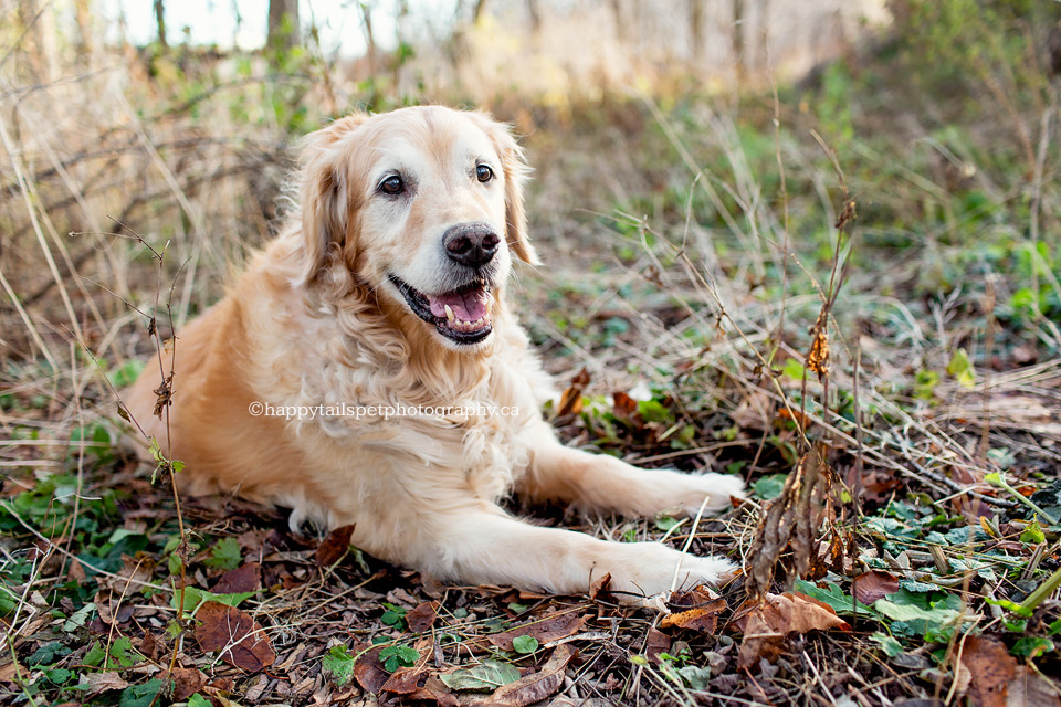 Pet portrait in nature by Ontario dog photographer.