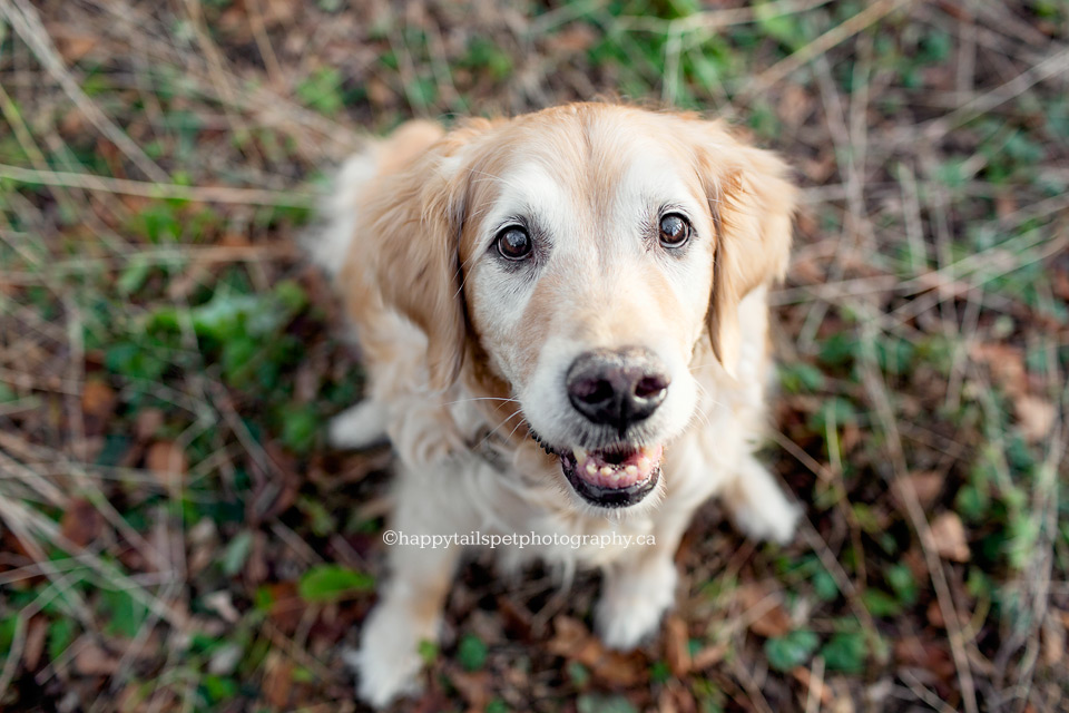 Smiling pet photo of sweet old dog by Burlington photographer.