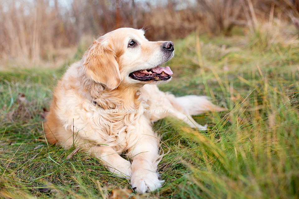 Modern pet photography of therapy dog at GTA park.