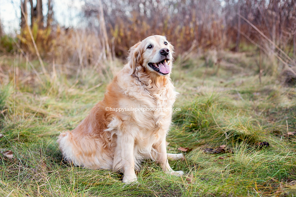 Professional dog photo of senior pet in Halton.