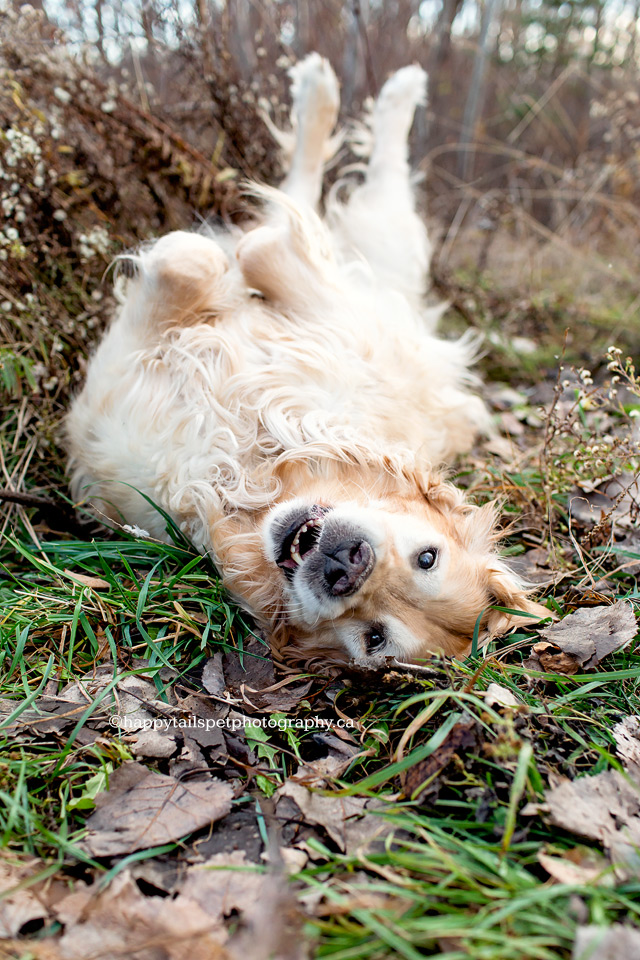 Relaxed dog lays upside down in photo by Ontario dog photographer.