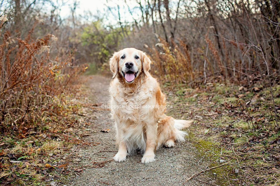 Photo of happy old dog in nature on Ontario trail by Happy Tails Pet Photography.