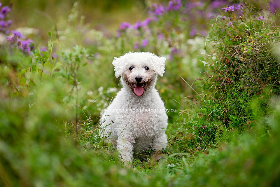 Ontario pet photography of smiling white dog in field. 