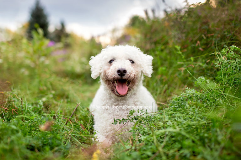 Happy white dog in pretty Oakville, Ontario field.