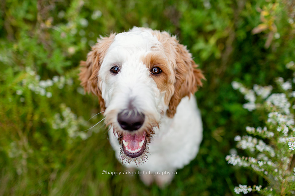 Cute close up of dog in flowers by Oakville dog photographer.