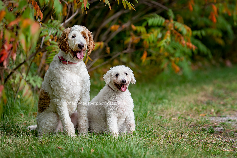 Ontario pet photography of two dogs in fall.