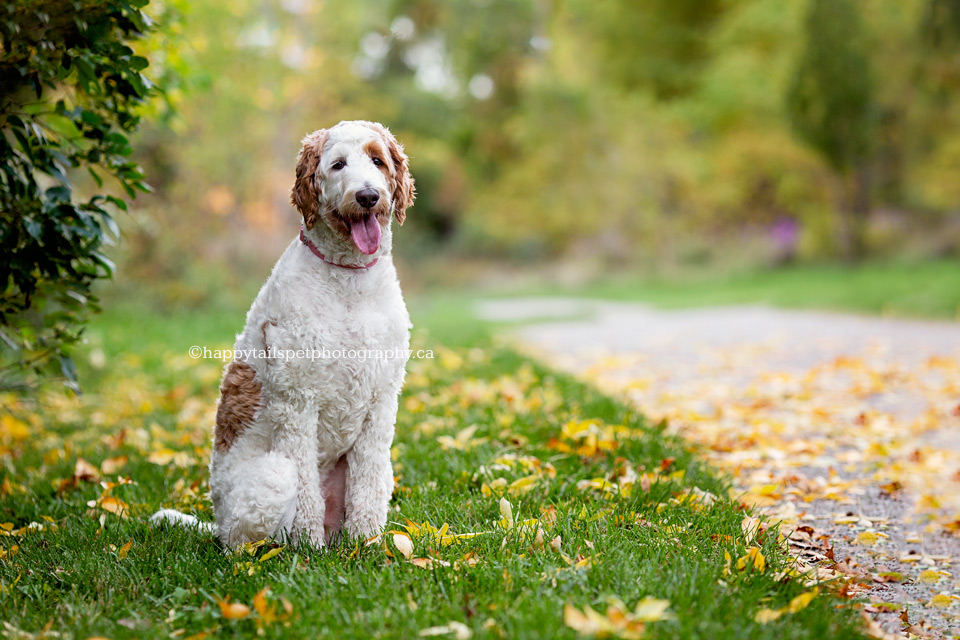 Goldendoodle dog in fall leaves.