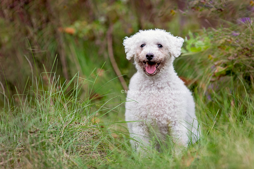 Natural pet portrait by Ontario dog photographer.