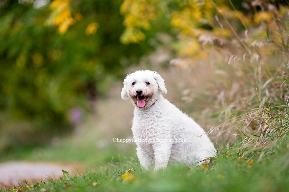 Early fall pet photo of happy white dog in Ontario park.