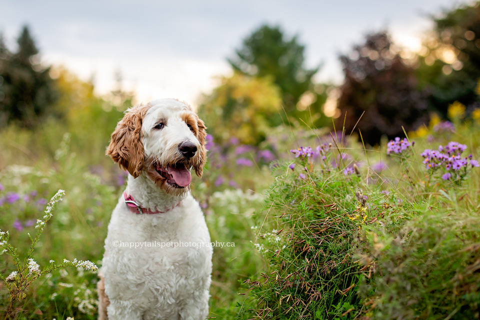 Dog sitting in pretty late summer field of flowers.