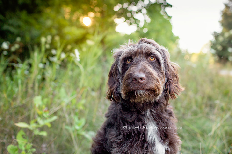 Oakville pet photography of aussiedoodle dog.