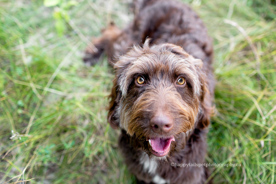 Dog photography in Oakville.